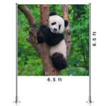 Panda Backdrop