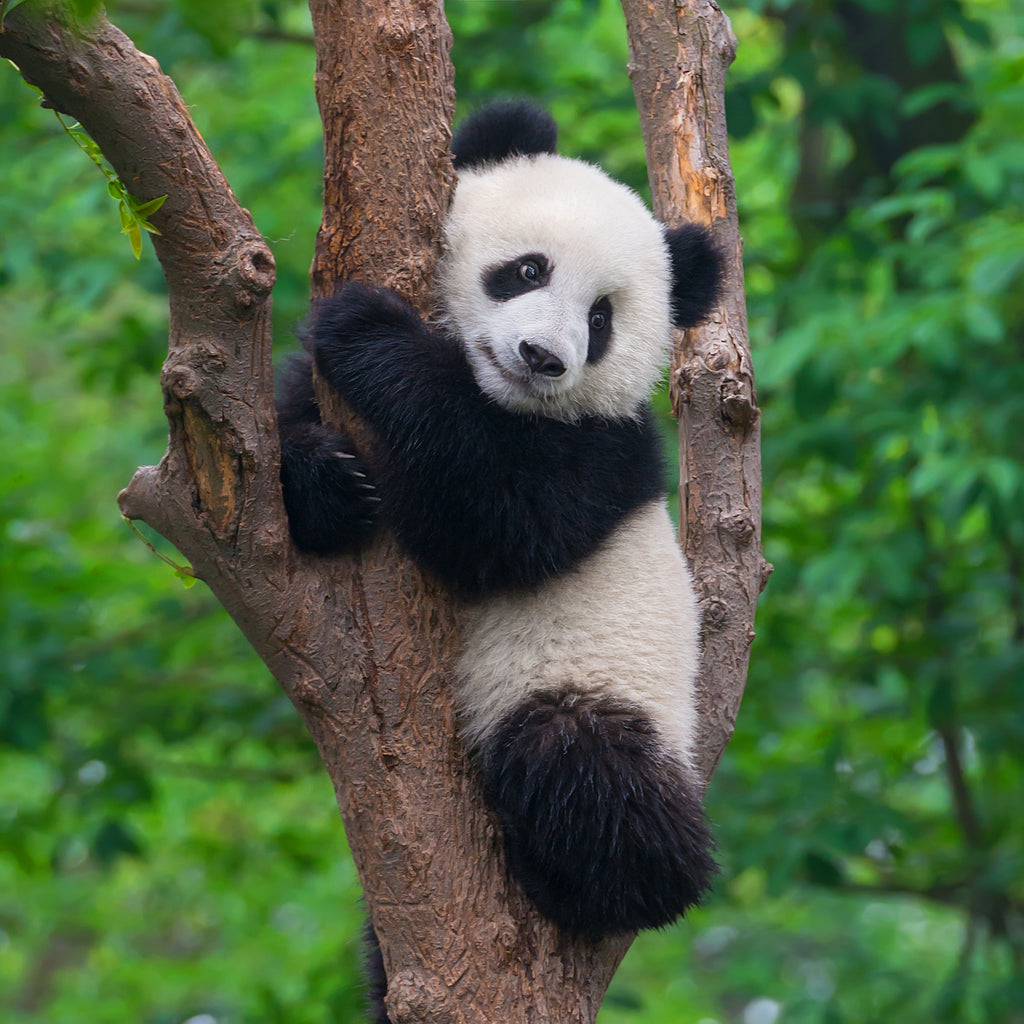 Panda Backdrop