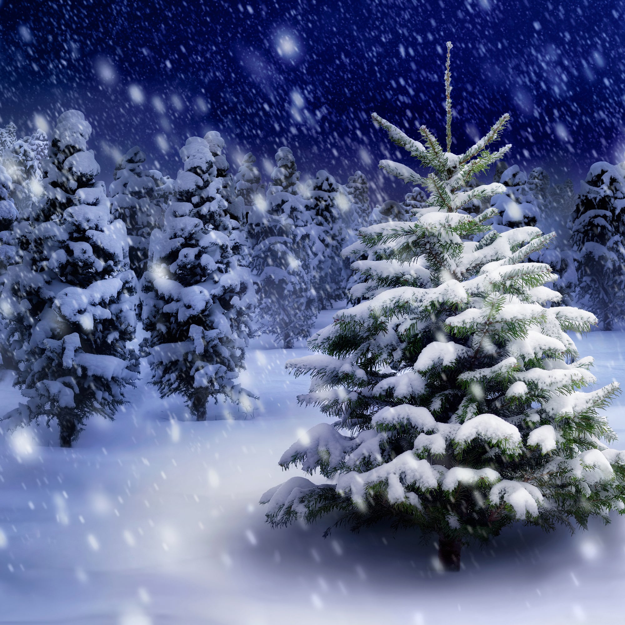 Snowy Christmas Tree Backdrop